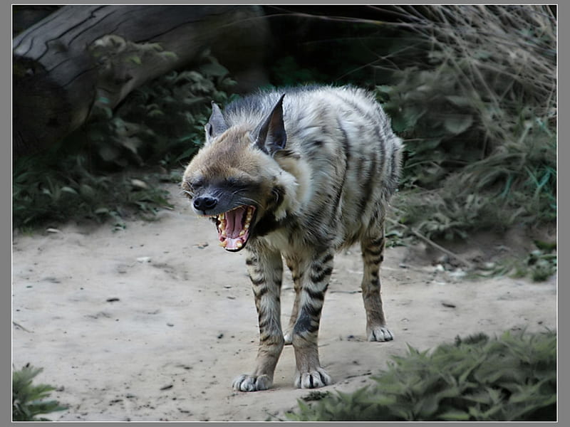 Hyena, zoo, moscow, animal, HD wallpaper