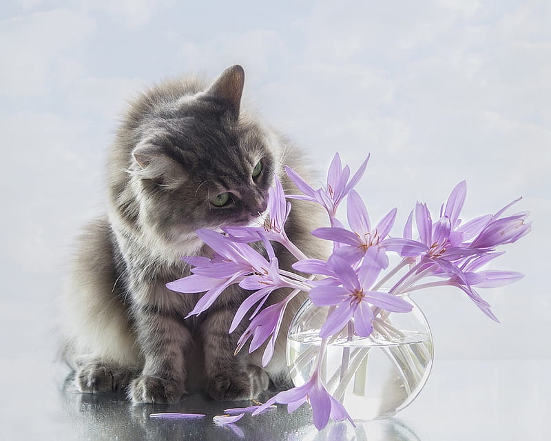 Sniffing flowers, daykiney, cat, pink, cute, flower, pisici, HD wallpaper