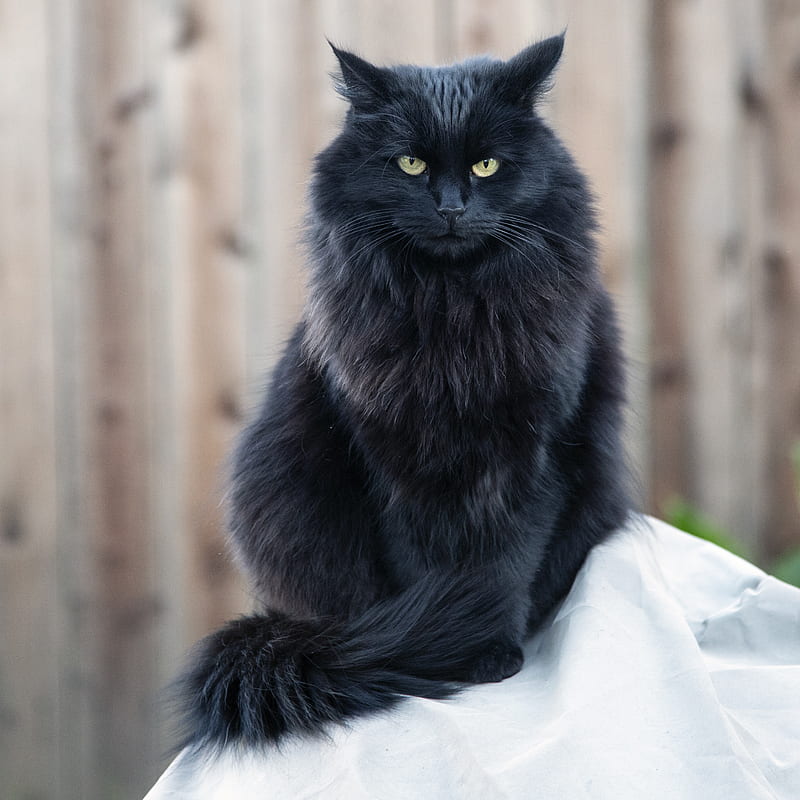 cat, black cat, fluffy, sight, angry, HD wallpaper