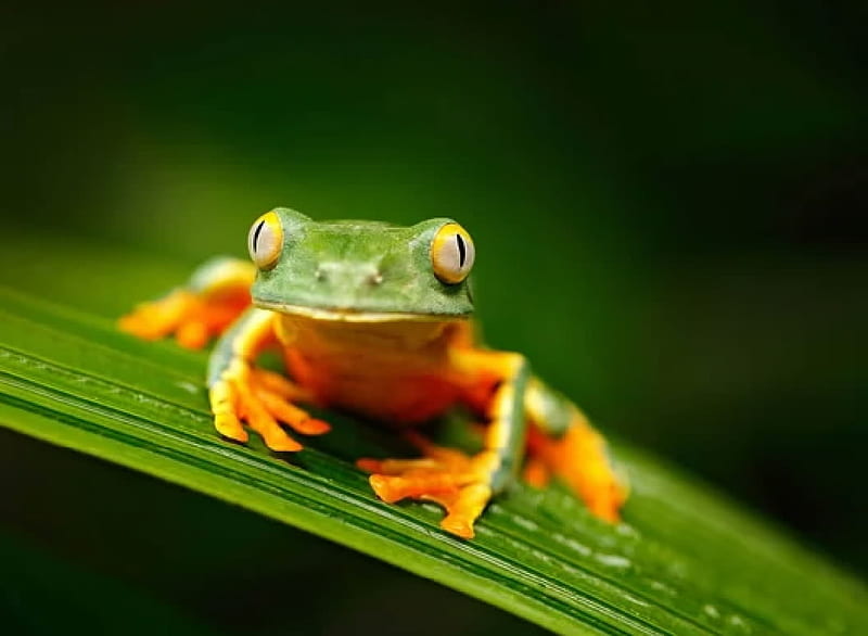 Frog, Herpetology, Zoology, Animal, Frogs, HD wallpaper