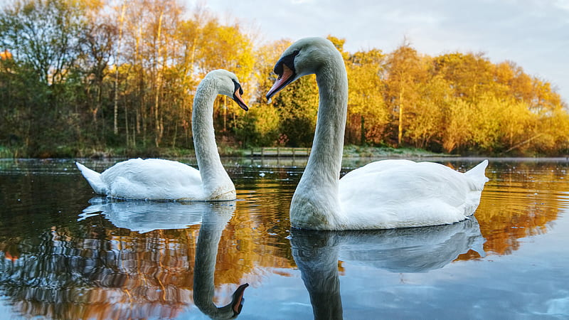 Two Beautiful White Swans Birds Are Floating On River In Autumn Trees Background Reflection On Water Birds, HD wallpaper