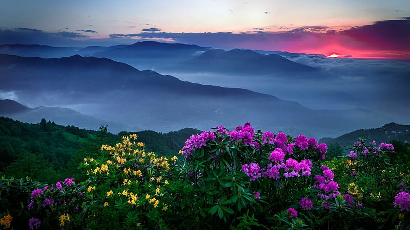 Sunrise on the sea of clouds with flowers, gray, 1920x1080, yellow, bonito, sunset, clouds, honrizon, sea, nice, graphy, splendor, green, flowers, sunrise, paisage, pink, amazing, ellow, paysage, mountainscape, wild flowers, sky, a beautiful day, cool, paisagem, mountains, awesome, sunshine, nature, landscape, HD wallpaper