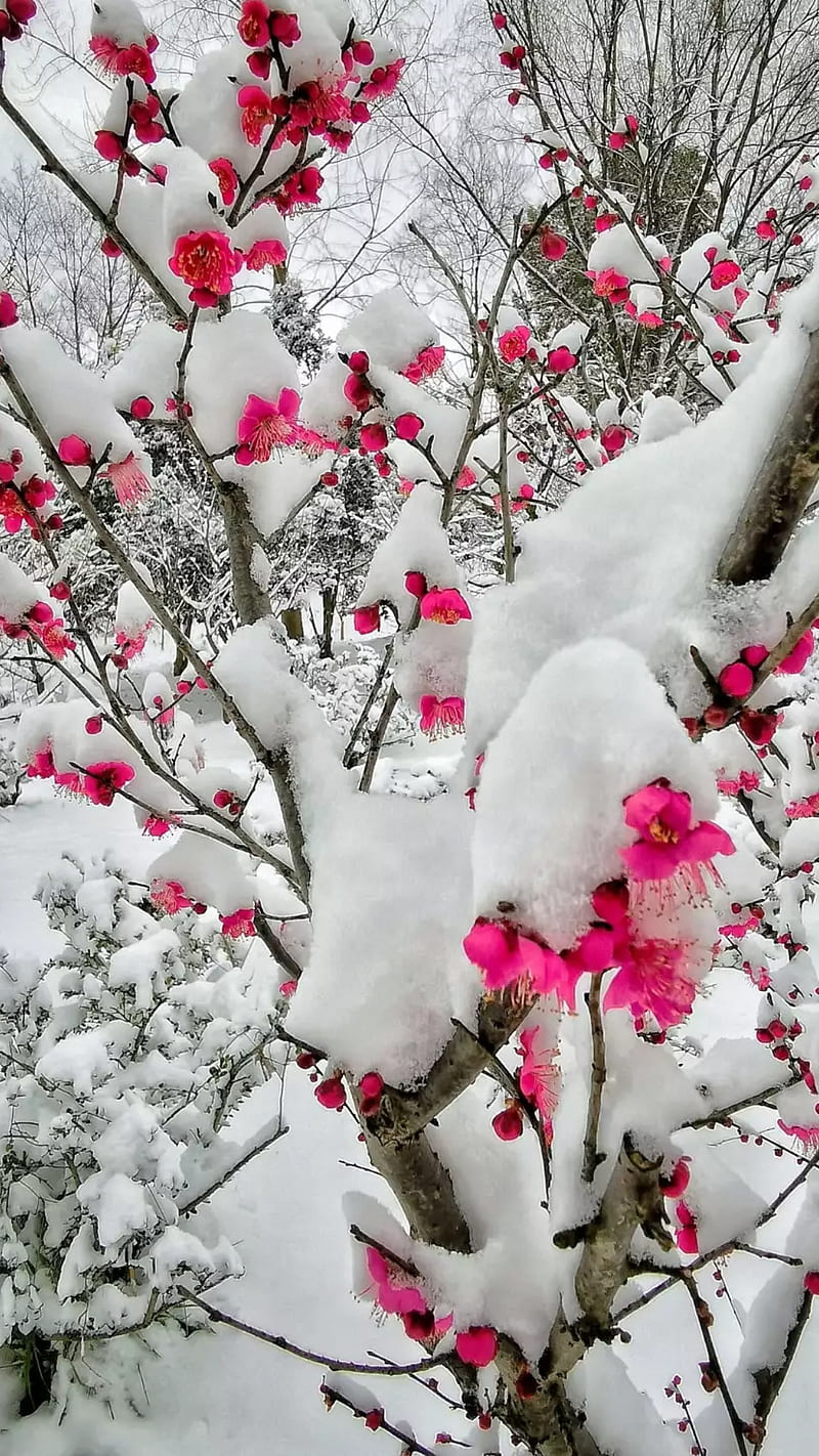 pink flowers, nature, cold, weather, winter, snow, branches, HD phone wallpaper