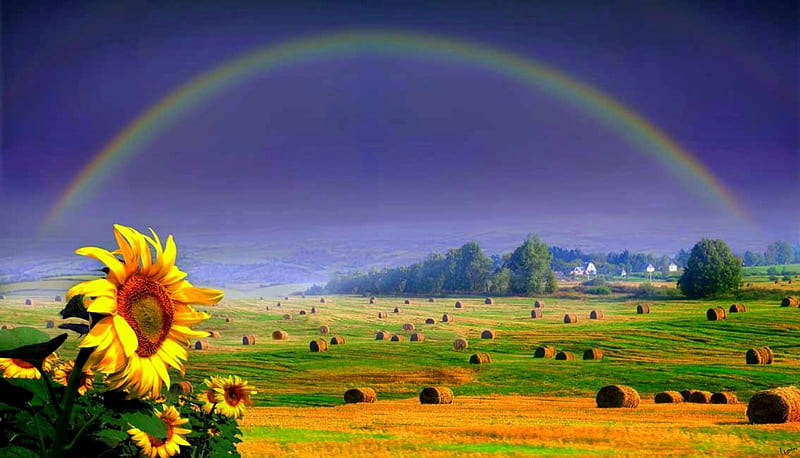 Rainbow Over Haystacks, haystack, haystacks, rainbow, trees, hay, farm, hay bales, flowers, field, HD wallpaper