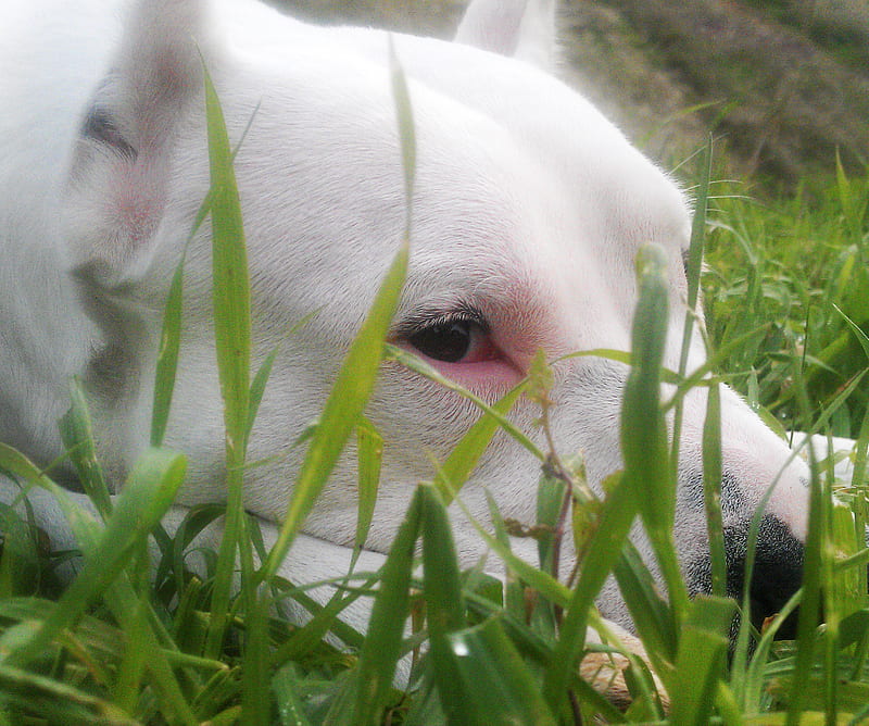 Dogo Argentino, calm, dog, grass, look, HD wallpaper