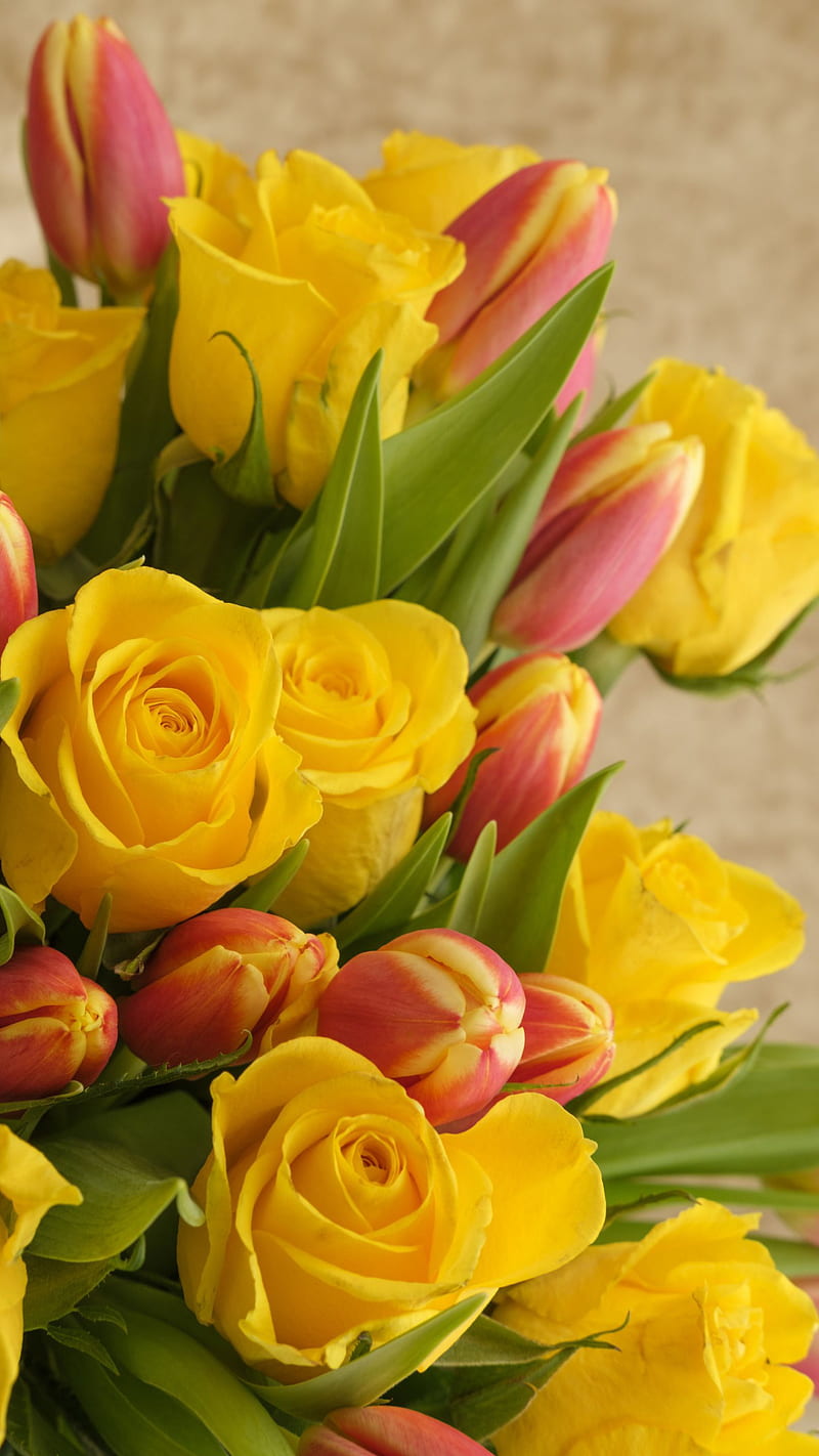 Yellow roses, flowers, love, nature, rose, tulips, HD phone wallpaper