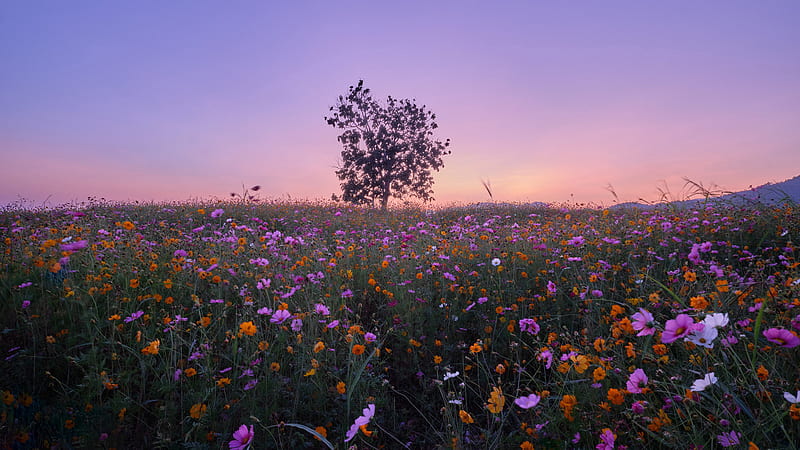 Field With Yellow And Purple Flowers Under Purple Sky Flowers, HD wallpaper