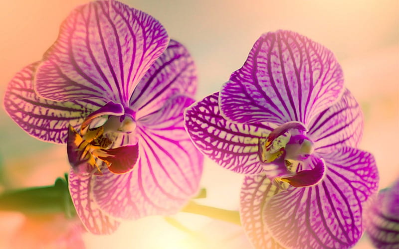 720P free download | Orchids, flowers, petals, oriental, HD wallpaper