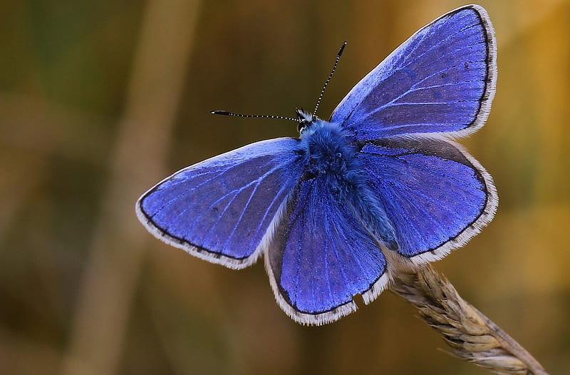 Polyommatus Icarus, wings, butterfly, insect, ann collier, blue, HD wallpaper
