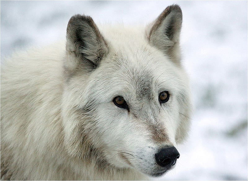 White wolf, tundra, snow, wild, nature, wolf, animal, HD wallpaper | Peakpx