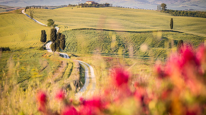 Tuscany Road Path Between Green Grass Field Nature, HD wallpaper