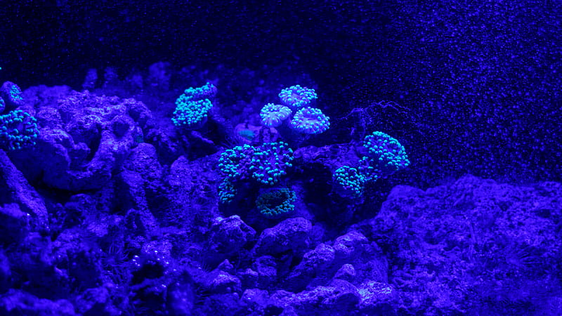 reef, corals, nautical, underwater world, blue, HD wallpaper