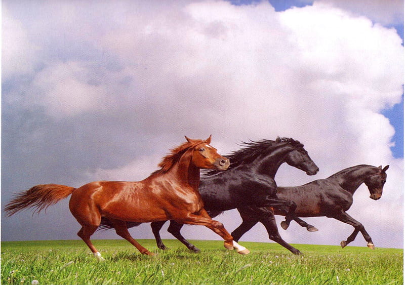 Three Horse Pals, Horse Herd, Horse Pairs, Horses, Galloping Horses, HD wallpaper