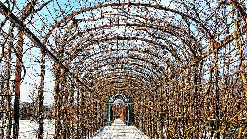 bare trellis tunnel in winter, vines, garden, trellis, winter, HD wallpaper