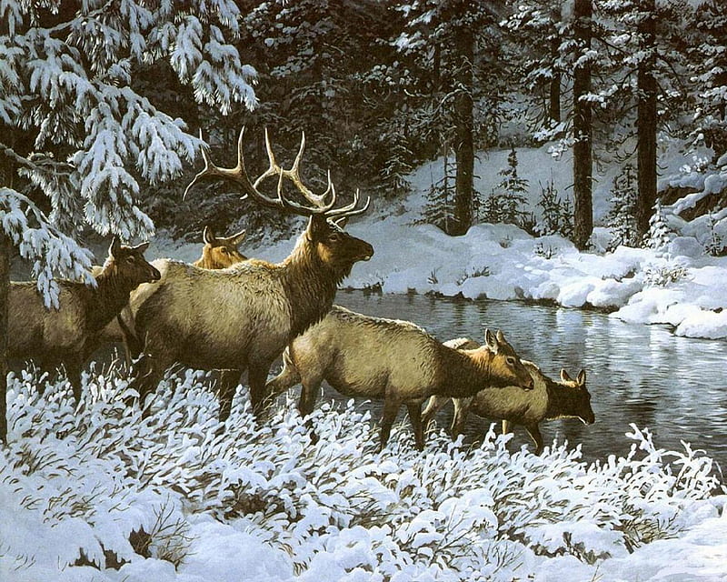 Elk Harem, river, snow, bull, cows, HD wallpaper