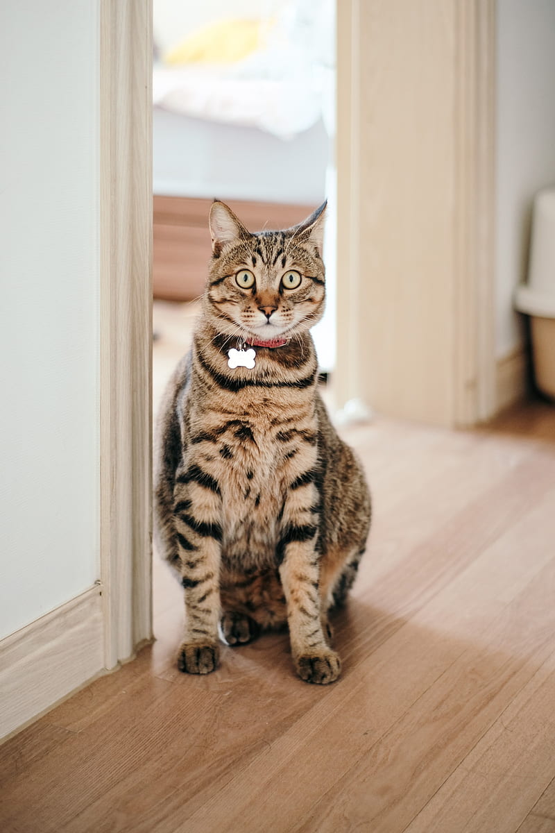 cat, pet, collar, glance, funny, HD phone wallpaper
