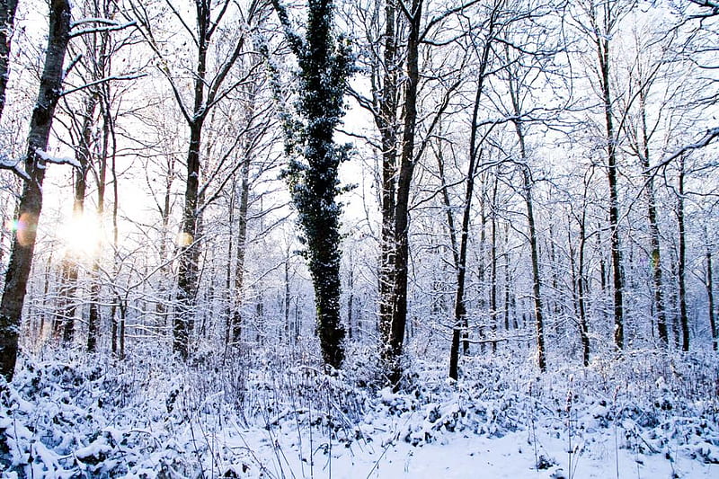 HD   Woods In Winter Snow Sunlight Woods Trees Winter 