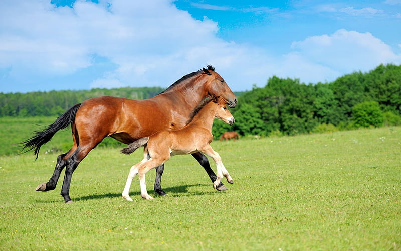 Mom and foal, farm, cavalo, nature, foal, caballo, horse, animals, HD wallpaper