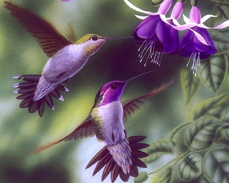 Love Fuchsia Frolic, hummingbirds, love four seasons, birds, spring, paintings, purple, love, summer, flowers, nature, beloved valentines, animals, HD wallpaper