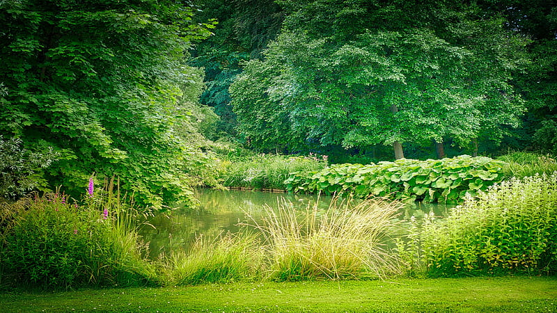Meadow, Lake, Pond, Greenery, Glade, HD wallpaper