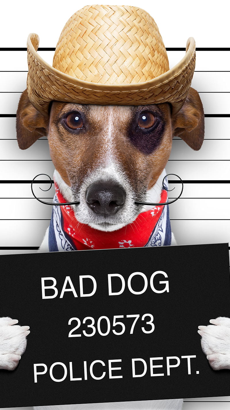 humor, animal, bad, comedy, dog, hat, moustache, number, HD phone wallpaper