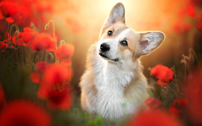 Pembroke Welsh Corgi, animal, poppies, dog, HD wallpaper