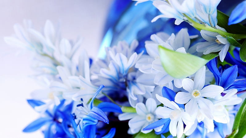 flowers petals bouquet white blue-High Quality, HD wallpaper