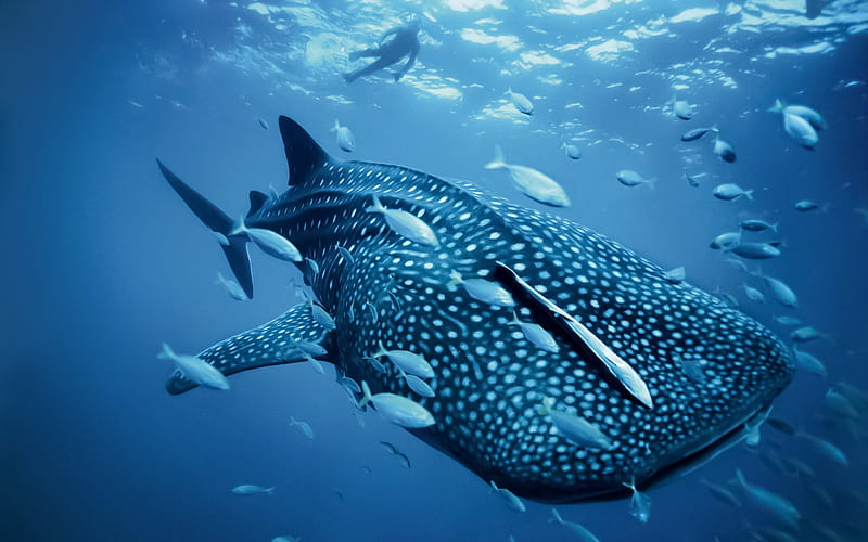 Whale shark, wildlife, close-up, predators, underwater world, shark, Rhincodon typus, HD wallpaper