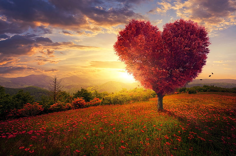 Heart tree, Tree, Heart, Poppies, Sunset, HD wallpaper