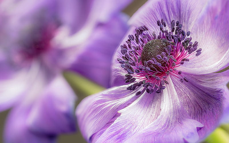 Anemone, purple, macro, summer, flower, closeup, skin, pink, vara, HD wallpaper