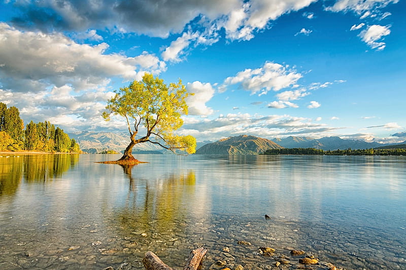 Dreamy New Zealand, Lake, Calm, Tree, Lonely, Morning, HD wallpaper