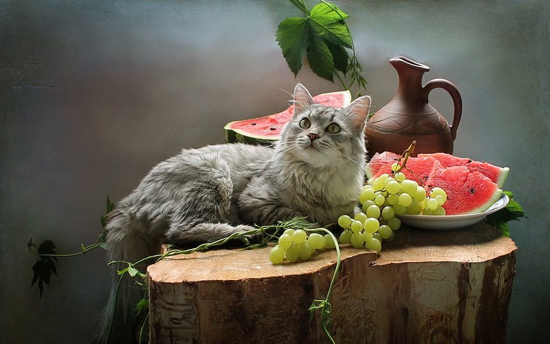 Still Life with Cat, grapes, water melon, still life, cat, HD wallpaper