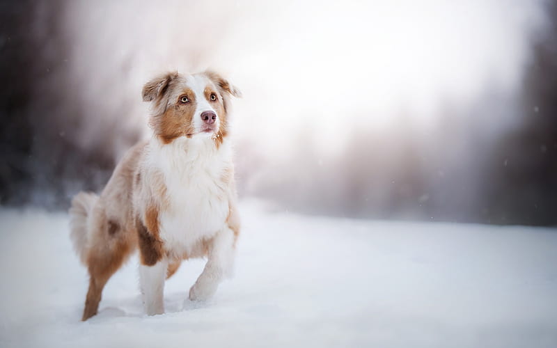 Australian Shepherd Dog, Pets, Winter, Dog, Snow, Aussie, HD wallpaper
