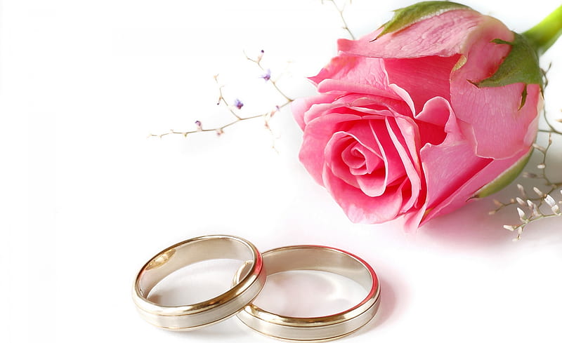 For a special day, rose, special day, wedding, rings, pink rose, love, beautiful rose, flower, beauty, pink, HD wallpaper
