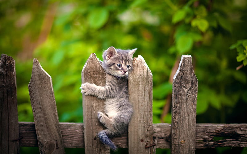 little gray kitten, pets, kitten on the fence, spring, cute animals, cats, HD wallpaper