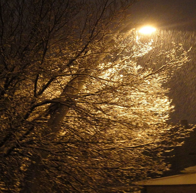 winter night, sleet, ice, nature, trees, night, winter, light, cold, HD wallpaper