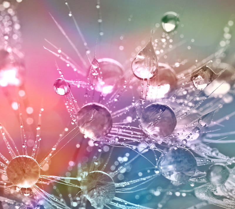 DROPS, close-up, color, colorful, dandelion, drop, fuzz, water, HD wallpaper