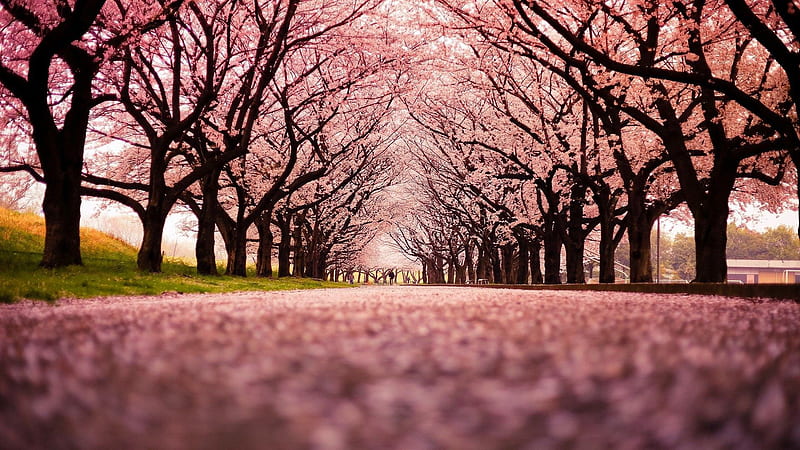 Pink Cherry Blossom Winter Trees Japanese, HD wallpaper