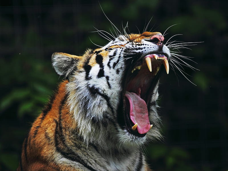 Tiger, predator, jaws, animal, teeth, HD wallpaper | Peakpx