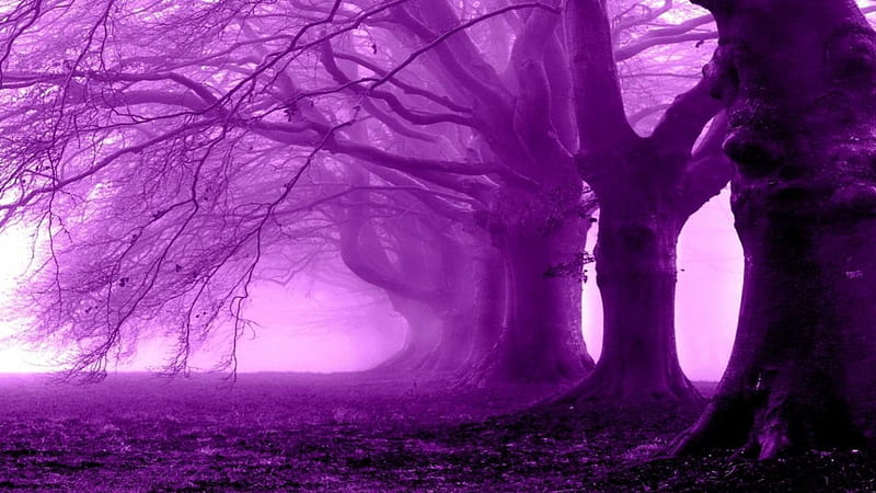 Purple Forest, forest, fantasy, purple, trees, HD wallpaper