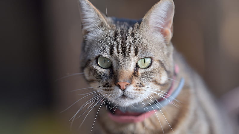 White Brown Black Cat With Stare Look Cats, HD wallpaper