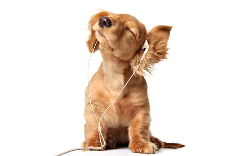 golden retriever, headphones, small labrador, puppy, cute puppies, pets, labradors, dogs, retriever, HD wallpaper