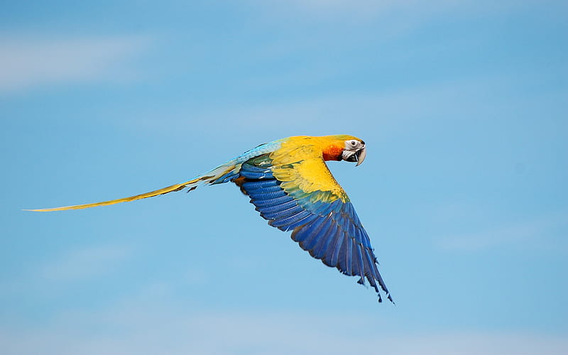 Flying true macaws-2017 High Quality, HD wallpaper