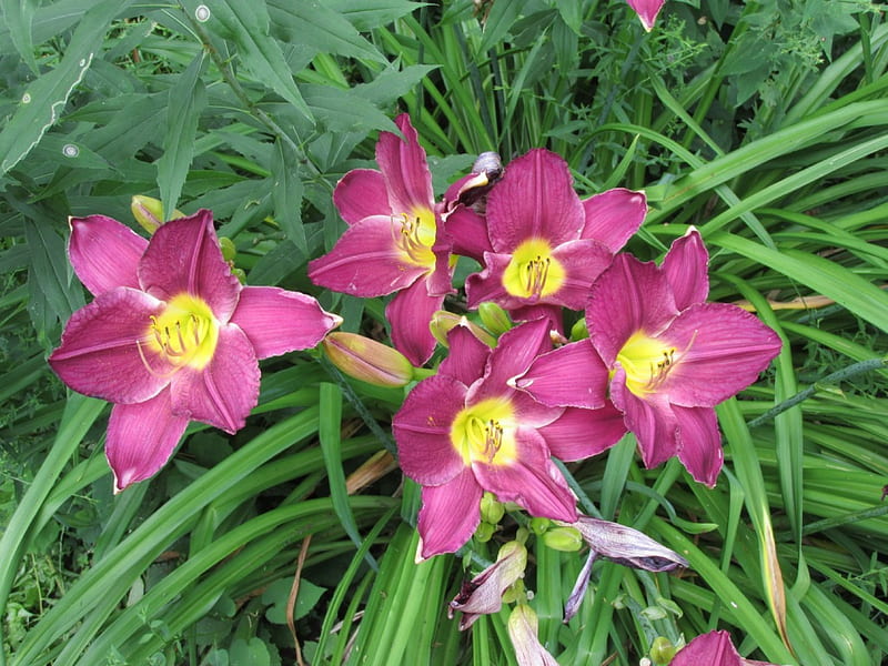 Day Lily, summer, purple flowers, Gardens, HD wallpaper