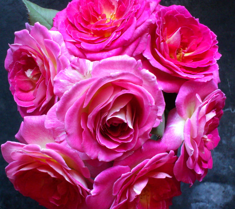 Rose Bunch, bunch, flower, love, nature, rose, HD wallpaper