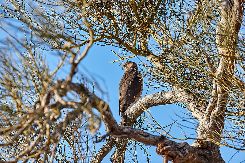 hawk, bird, predator, brown, tree, branches, HD wallpaper