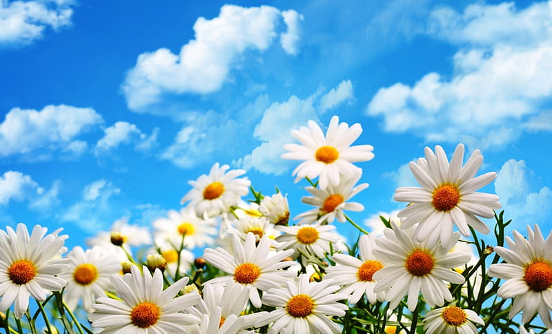 Daisies, yellow, bonito, sky, clouds, graphy summer, flowers, nature, white, blue, HD wallpaper