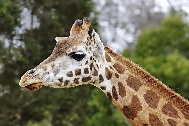 GIRAFFE CLOSE UP, pattern, mammal, giraffe, tall, long neck, africa, HD  wallpaper | Peakpx