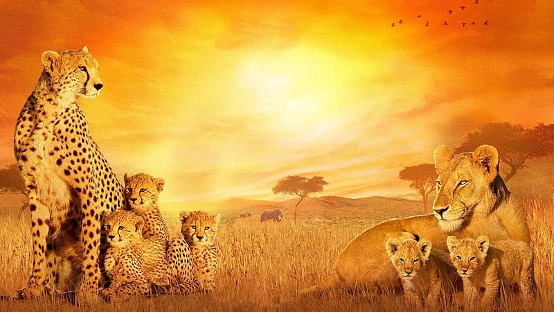 Cats, Cheetah, Lion, Movie, Disney, African Cats, HD wallpaper