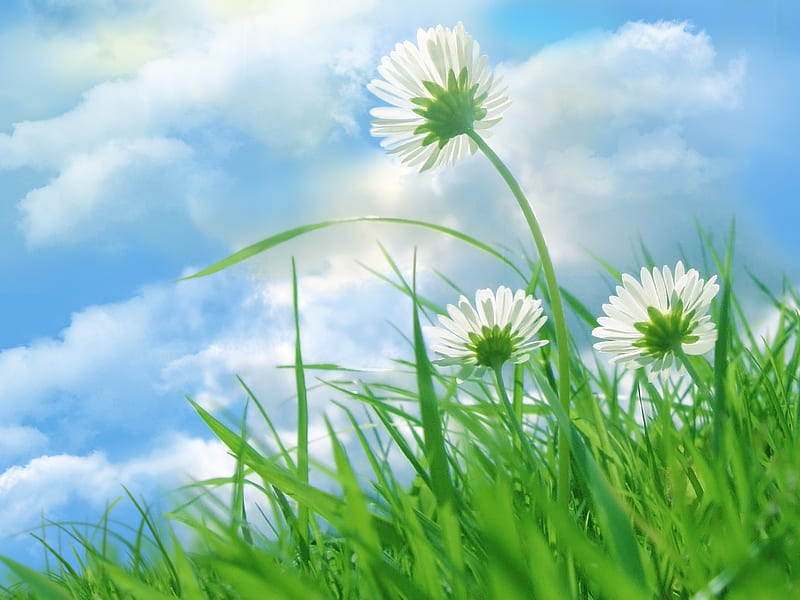 Daisy Field and Sky, grassy, pretty, colorful, sun, grass, sunny, yellow, clouds, green, bright, flowers, blooms, light, blue, sunlight, spring, sky, happy, daisies, summer, blossoms, white, HD wallpaper